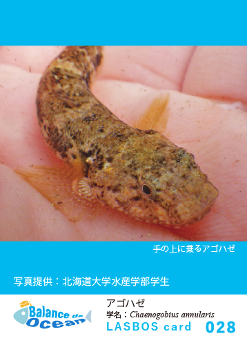 コース: LASBOS card List | LASBOS Moodle